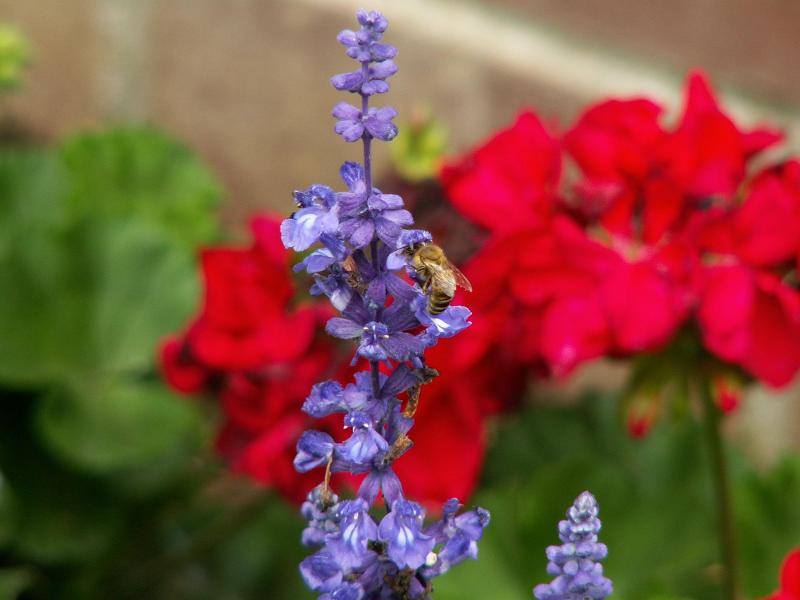 Bee on blue flower 7-05