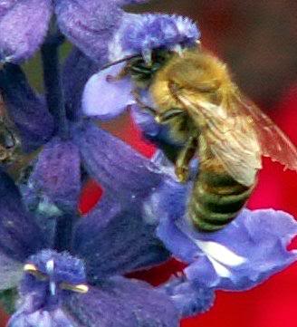 Bee on blue flower 7-05a