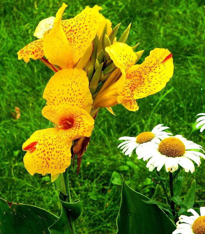 Mtn. Park Flowers 7-05