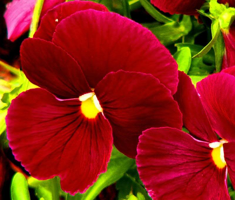 Pansy 7-05 Mtn. Park