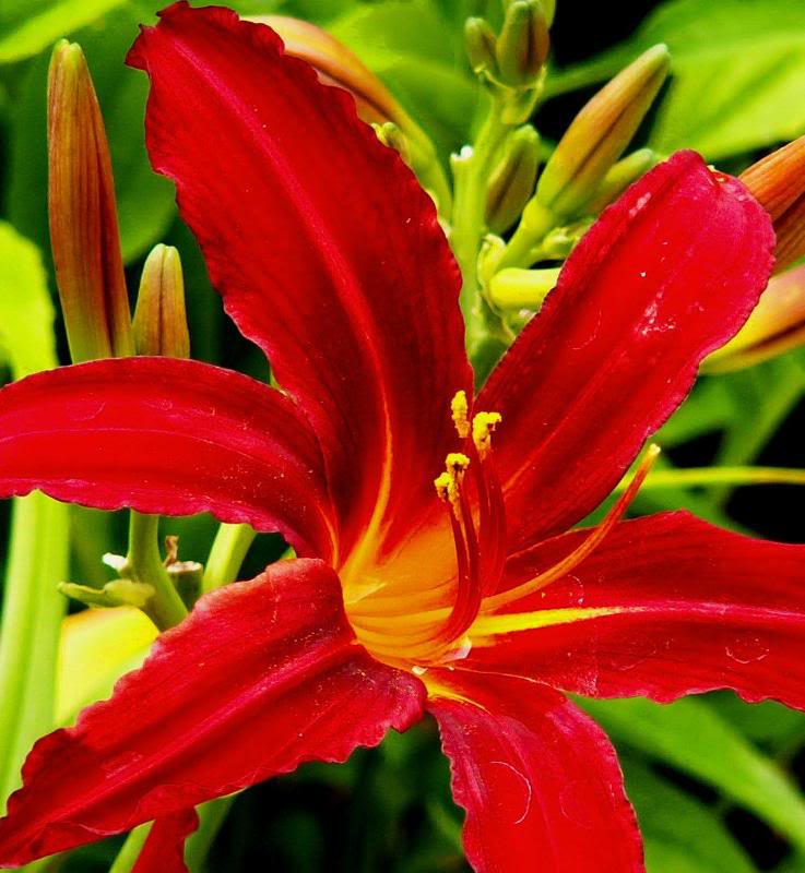 Red flower Mtn. Park 7-05