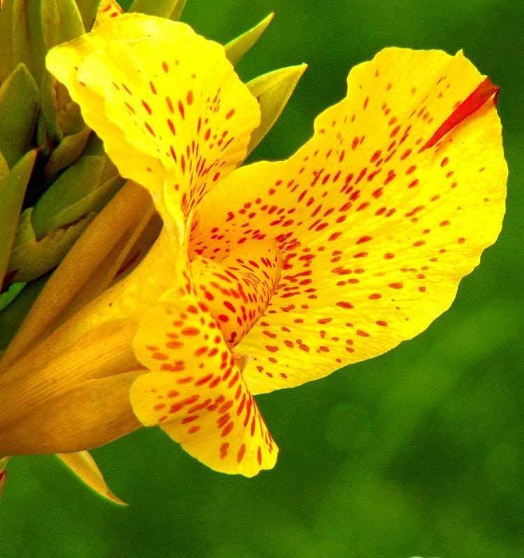 yellow flower 7-05
