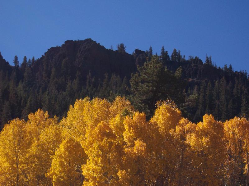 Aspens