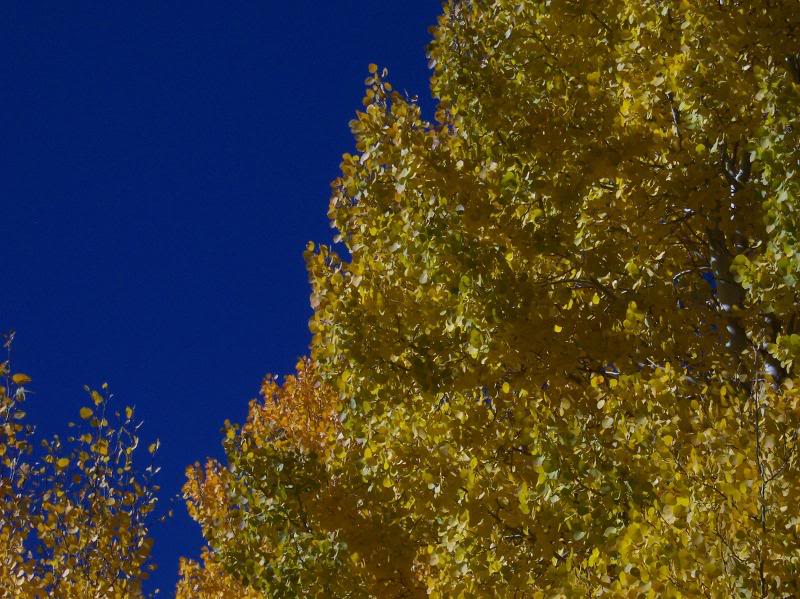 Blue Skys and Changing Aspens