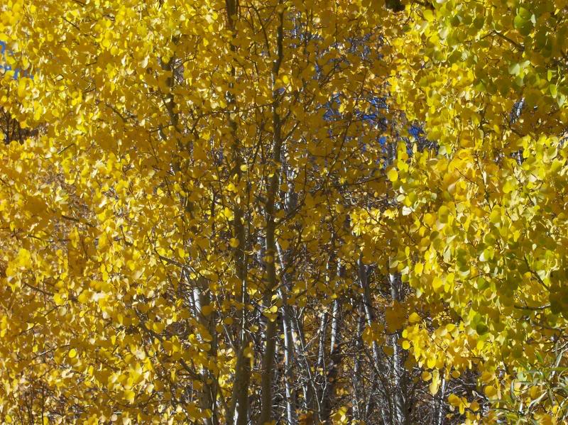 Quaking Aspens