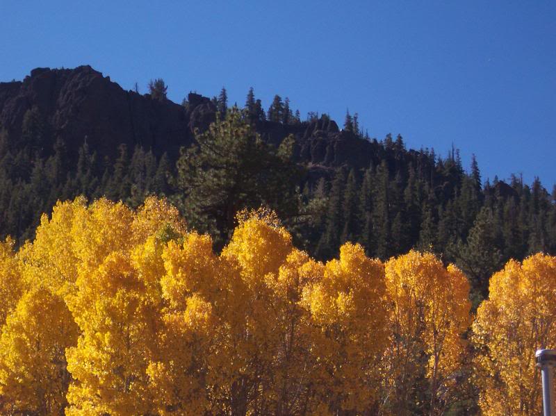 Yellow Aspens