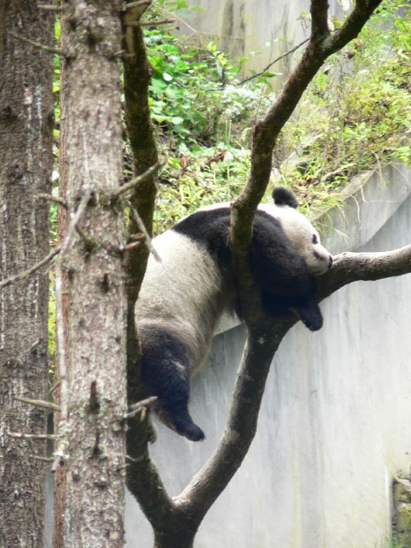 Pandas Thoughts:" Don't come bother me!!"