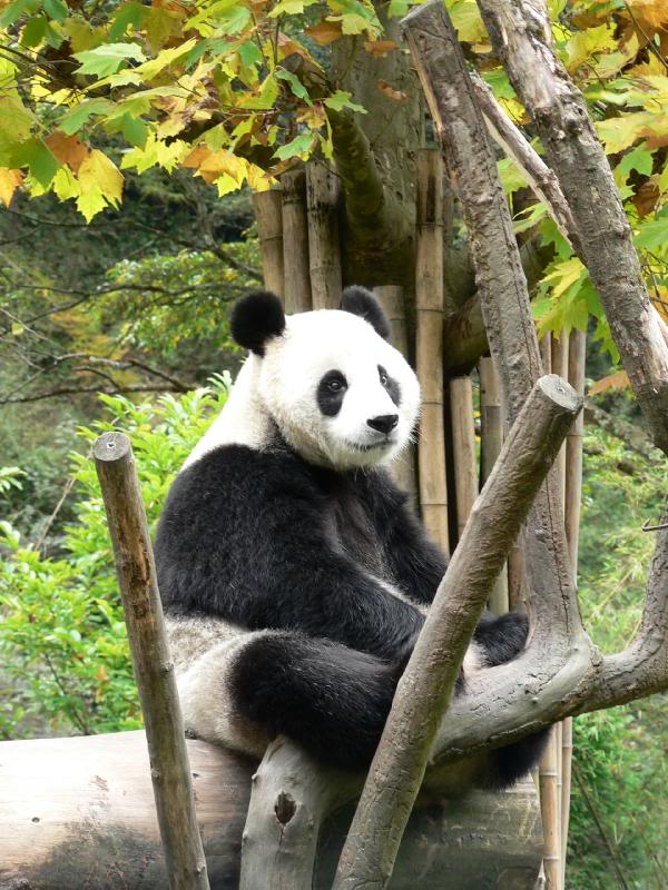 Pandas Thoughts:" Hmm,, what are those people looking a...