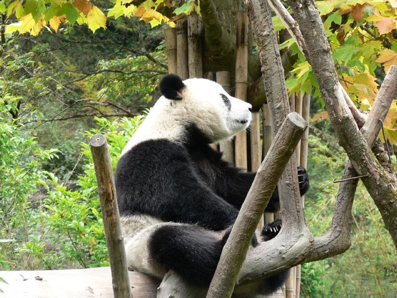 Pandas Thoughts:" Hmm.. which leave should I pick??"