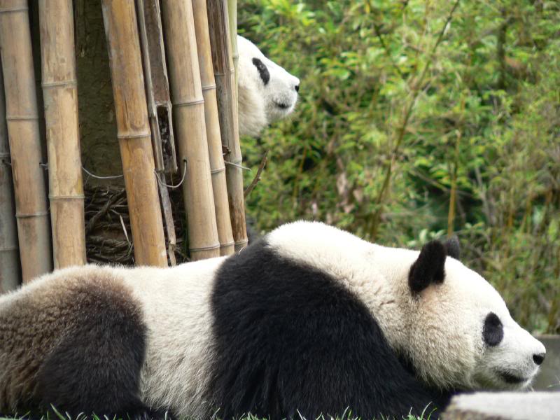 Pandas Thoughts:" I wish for wildlife out there.."