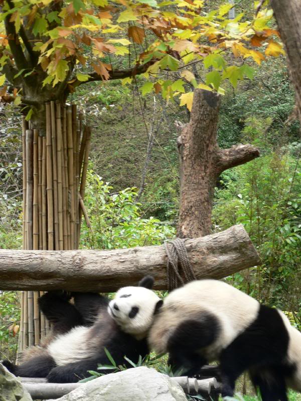 Pandas Thoughts:" Oopss!! My pillow has moved"