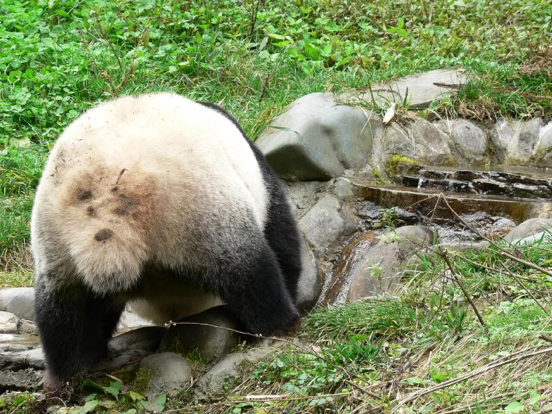 Pandas Thoughts:" Peekaboo my backside!!"