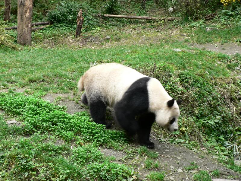 Pandas at Wo Long Panda Preservation Centre