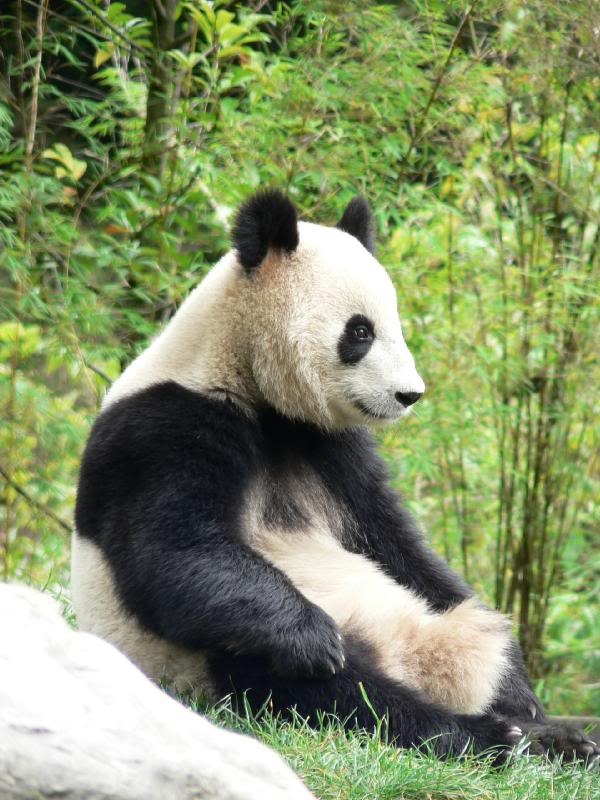 Pandas at Wo Long Panda preservation centre