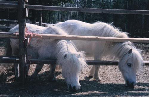 Hagelunds Blondie & Dusty