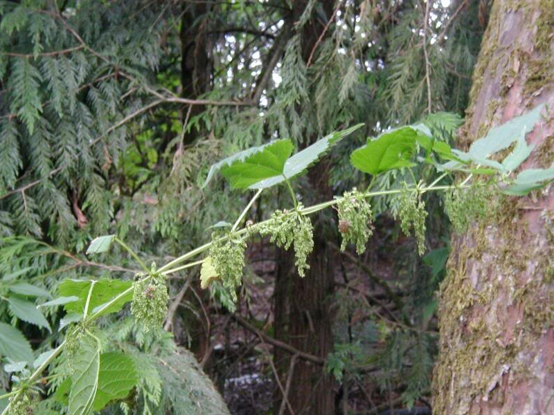 Flowering tree branch