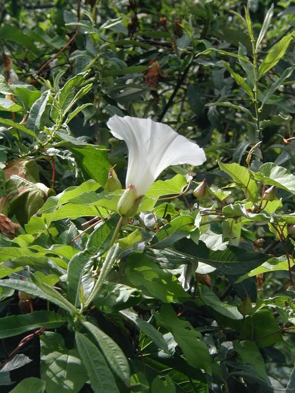 Morning Glory in the sun