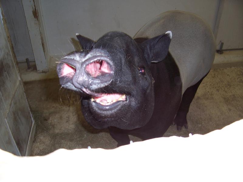 Animals can smile too!