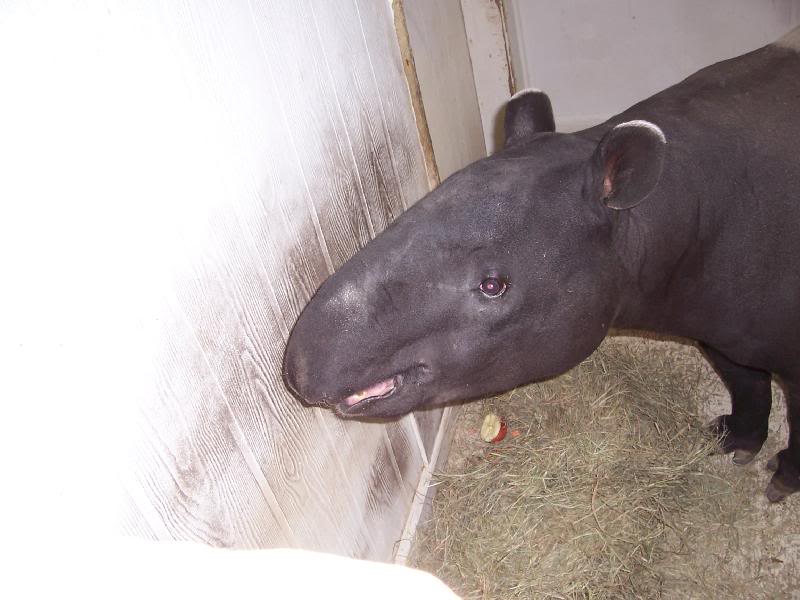 Tapir smile