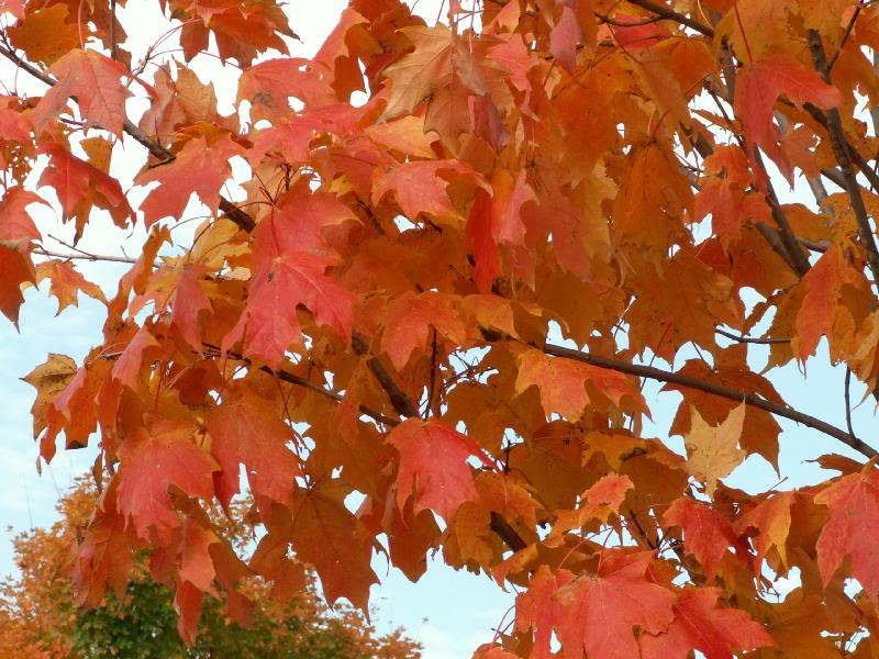 antietam remembered trail - fall colors 008