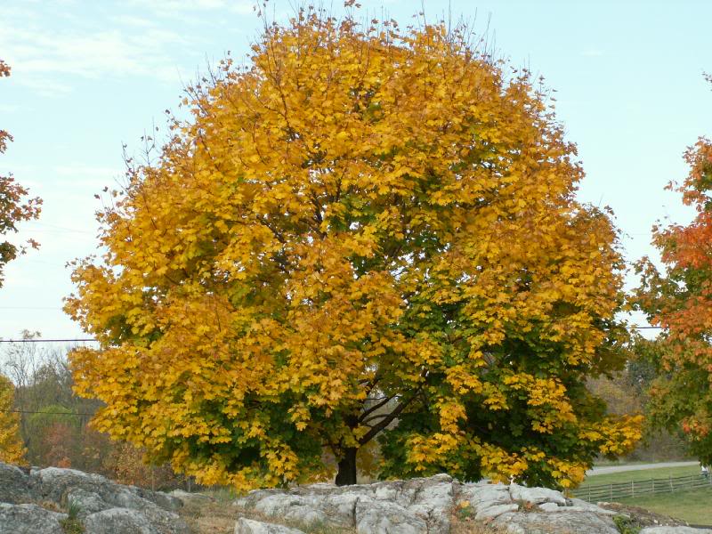 antietam remembered trail - fall colors 009