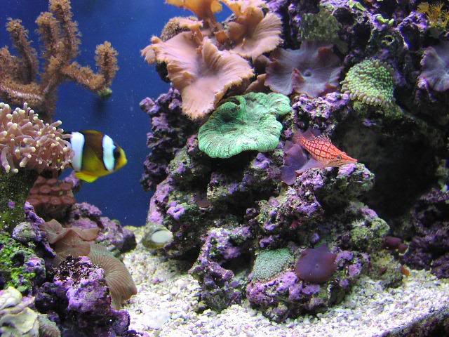 A Clown and Hawkfish