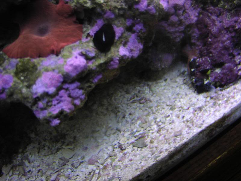 A Rare view of Black Limpet