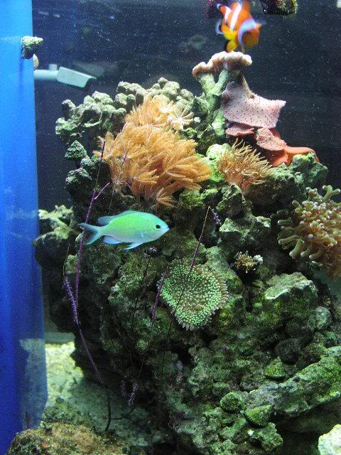 A chromis in small tank