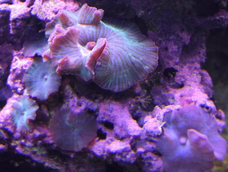 blue striped mushrooms