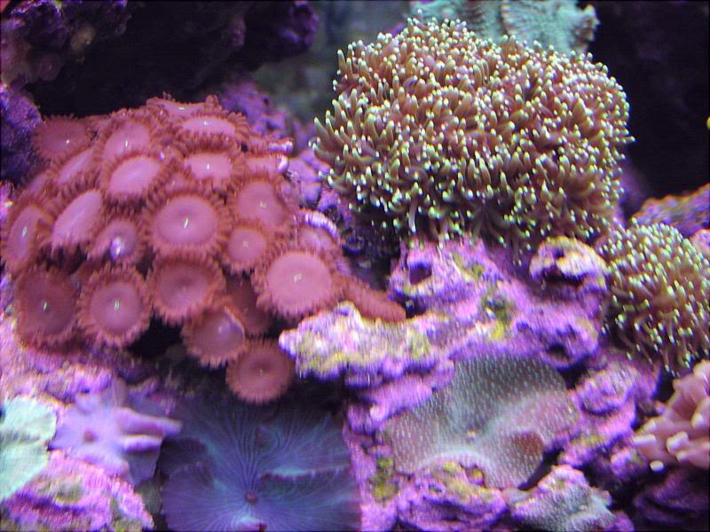 button poyps and a galaxia euphylia