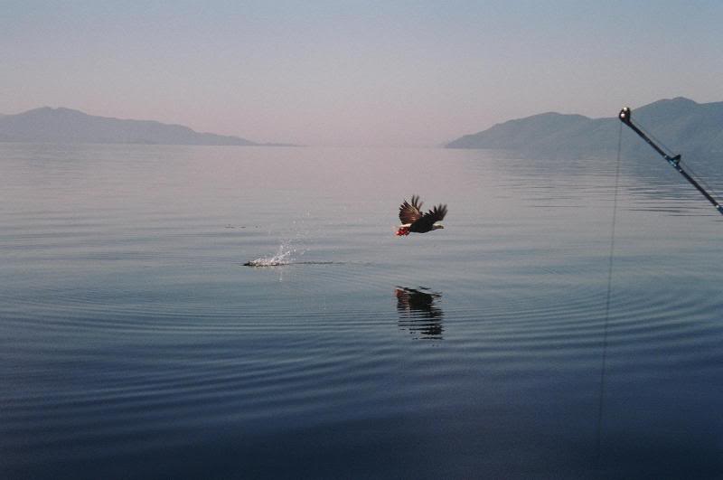 Bald eagle snagging a floater