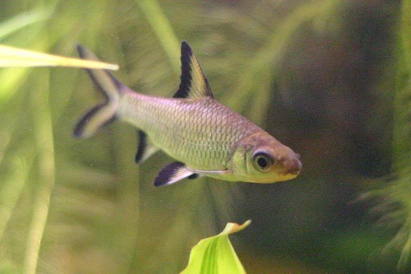 Bala Shark 11-15-2005