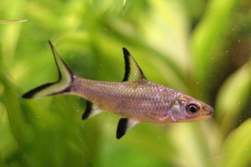 Bala Shark 11-16-2005