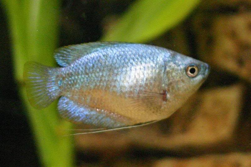 Female Dwarf 1 11-15-2005