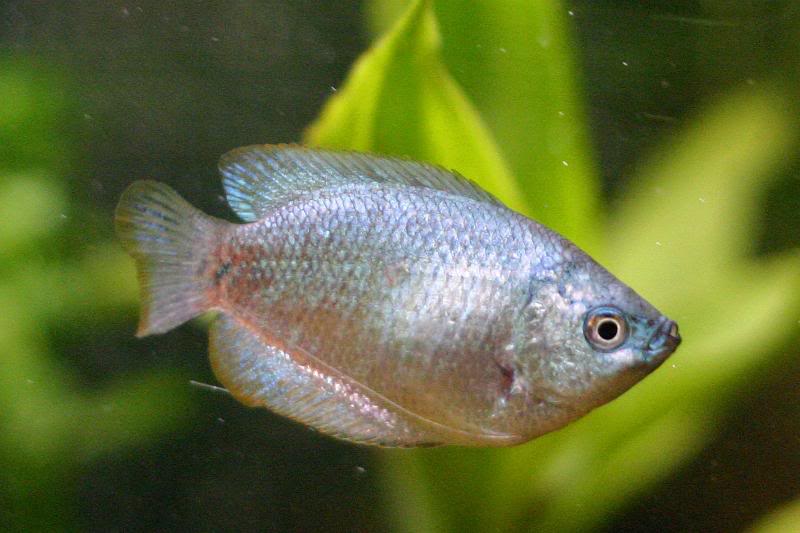 Female Dwarf 1 11-16-2005