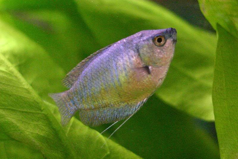 Female Dwarf 2 11-15-2005