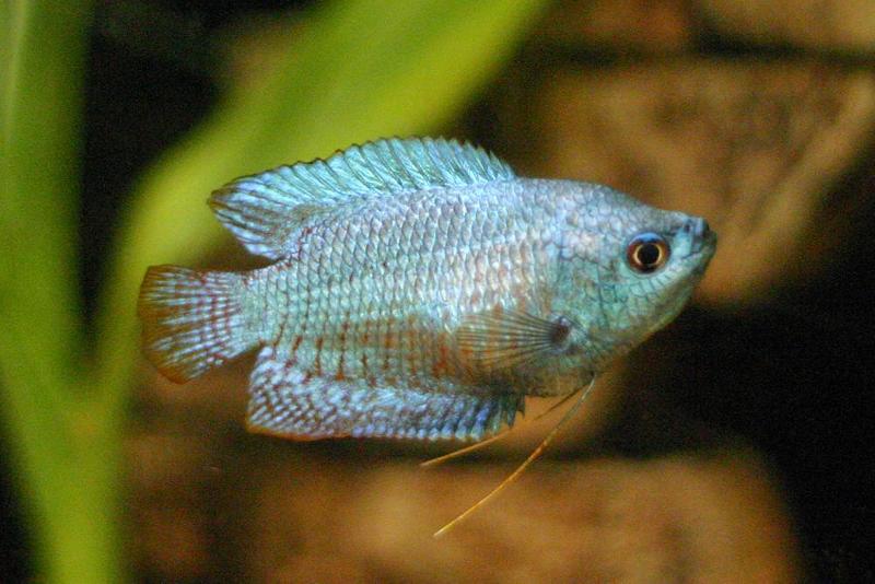 Male Dwarf 11-15-2005