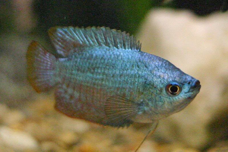 Male Dwarf 11-16-2005