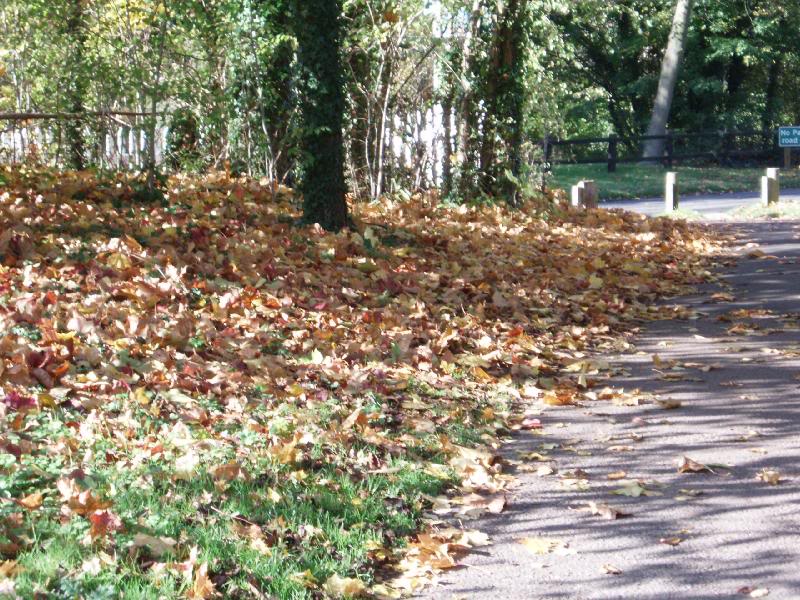 Fallen leaves