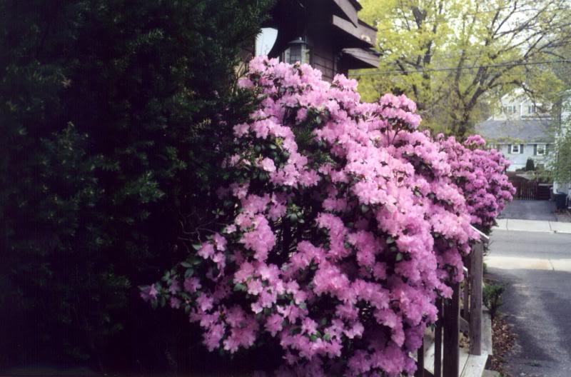 Azaleas in bloom