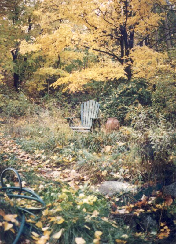 Overgrown Urban Backyard