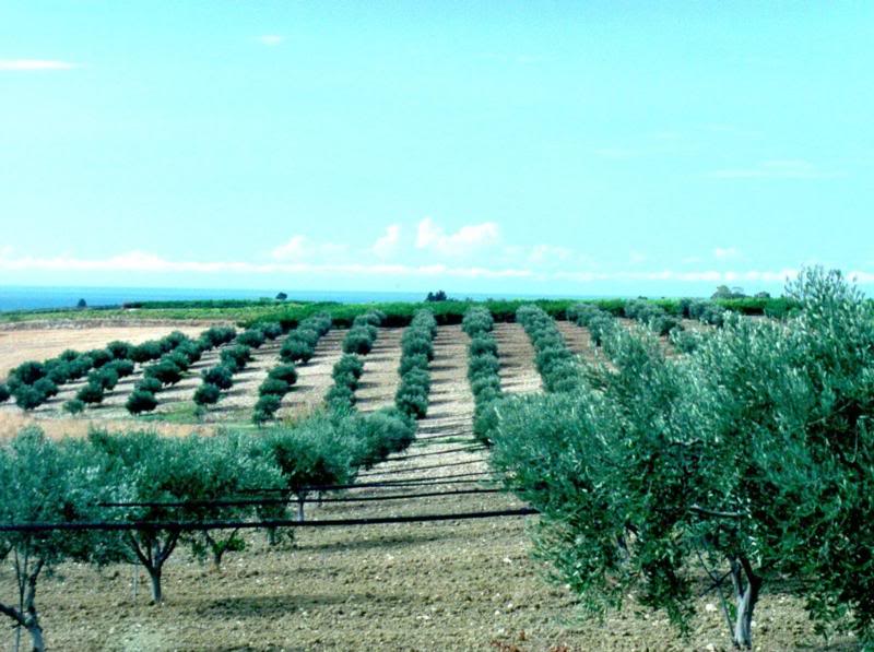 Field of olive trees