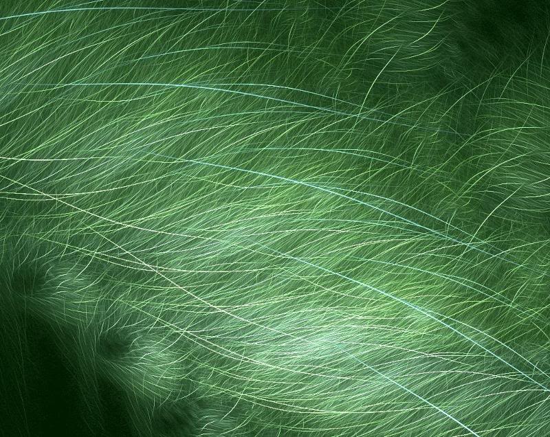 Apophysis-05022 0-50 2