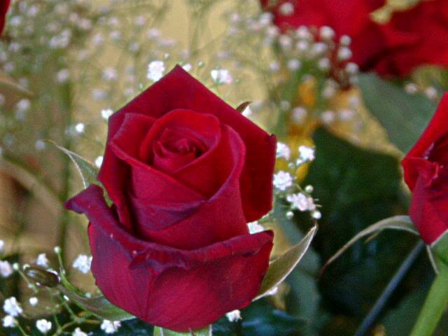 Love's Deepest Rose (with poem)