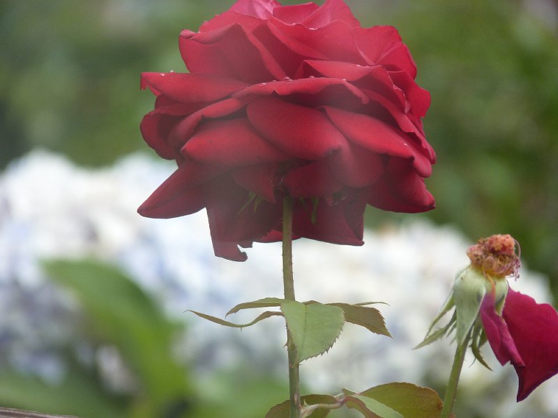 redrose beauty (2)