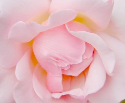 softest heart of all by Shelley