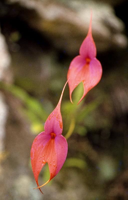 Peru - Machu Picchu - Masdevallia veitchiana - terrestr...