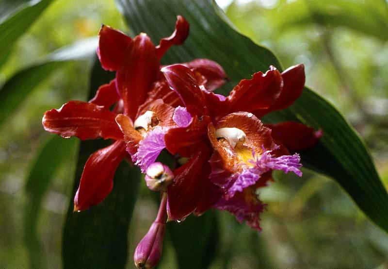 Peru - Machu Picchu terrestrial orchid - Sobralia dicho...