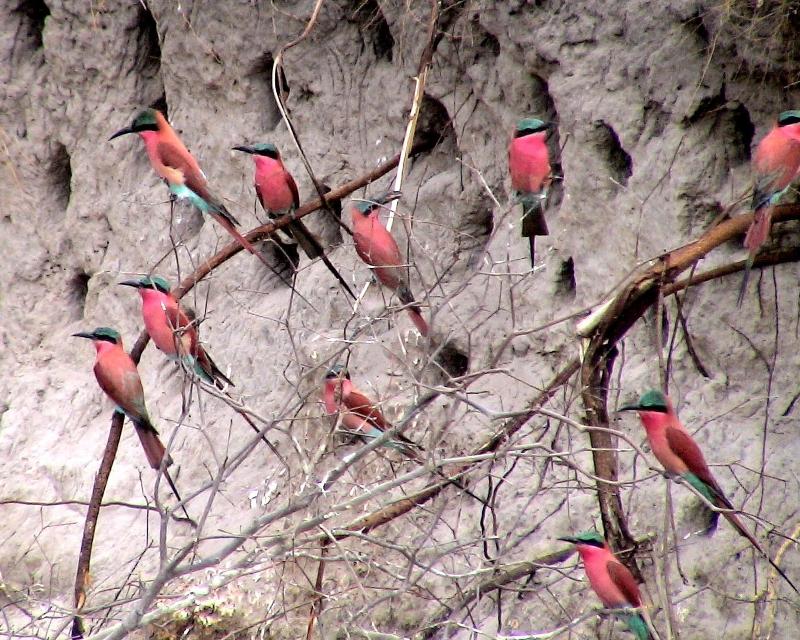Carmine Bee Eaters