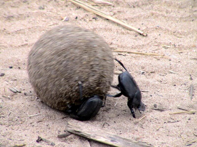 Dung Beetle